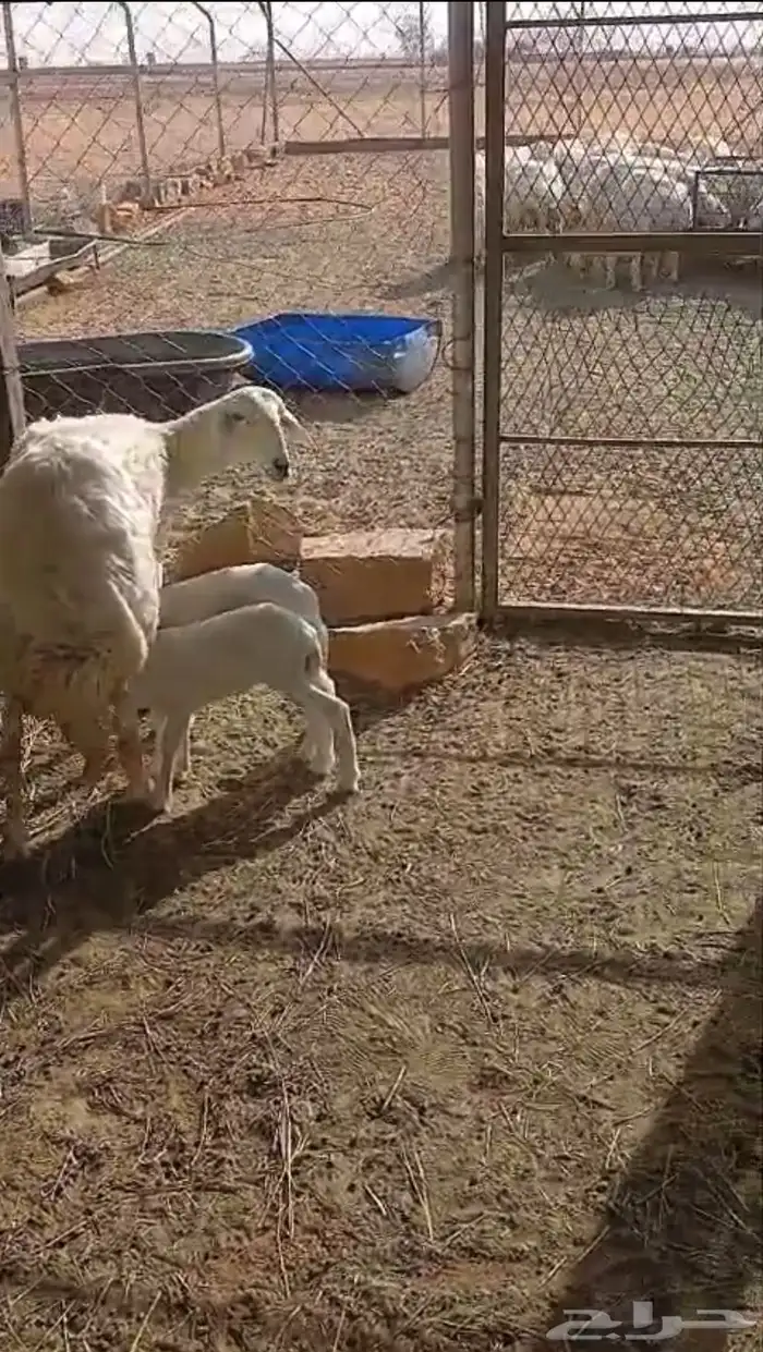 الجله بعد المزاحميه 1