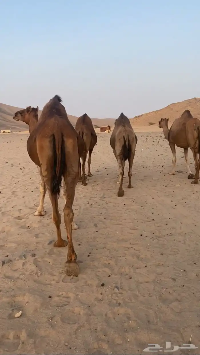 أبل حمر سواحل القايح 3