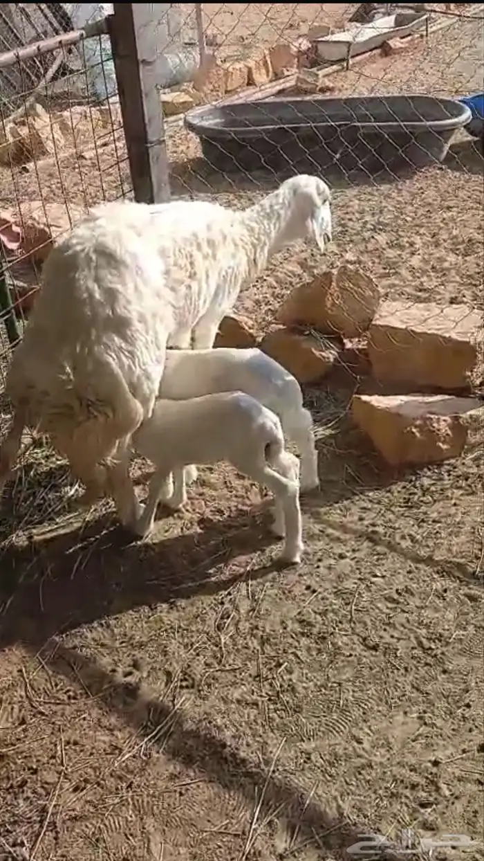 الجله بعد المزاحميه 0