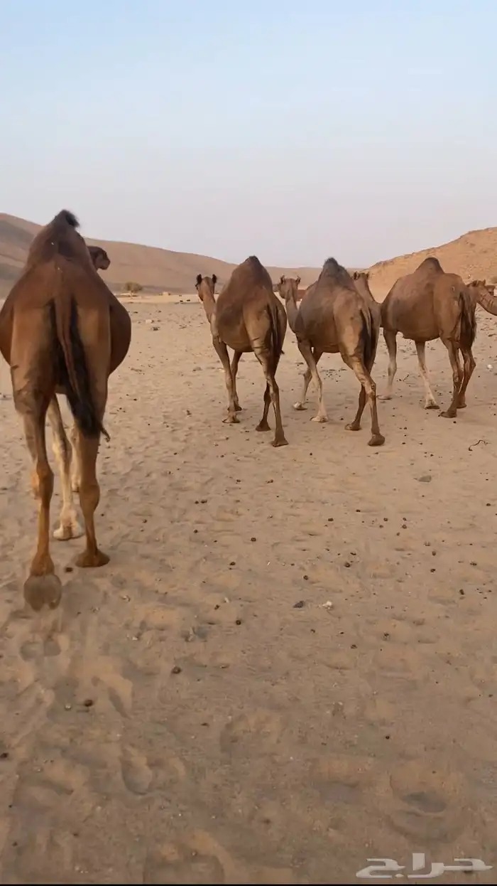 أبل حمر سواحل القايح 5