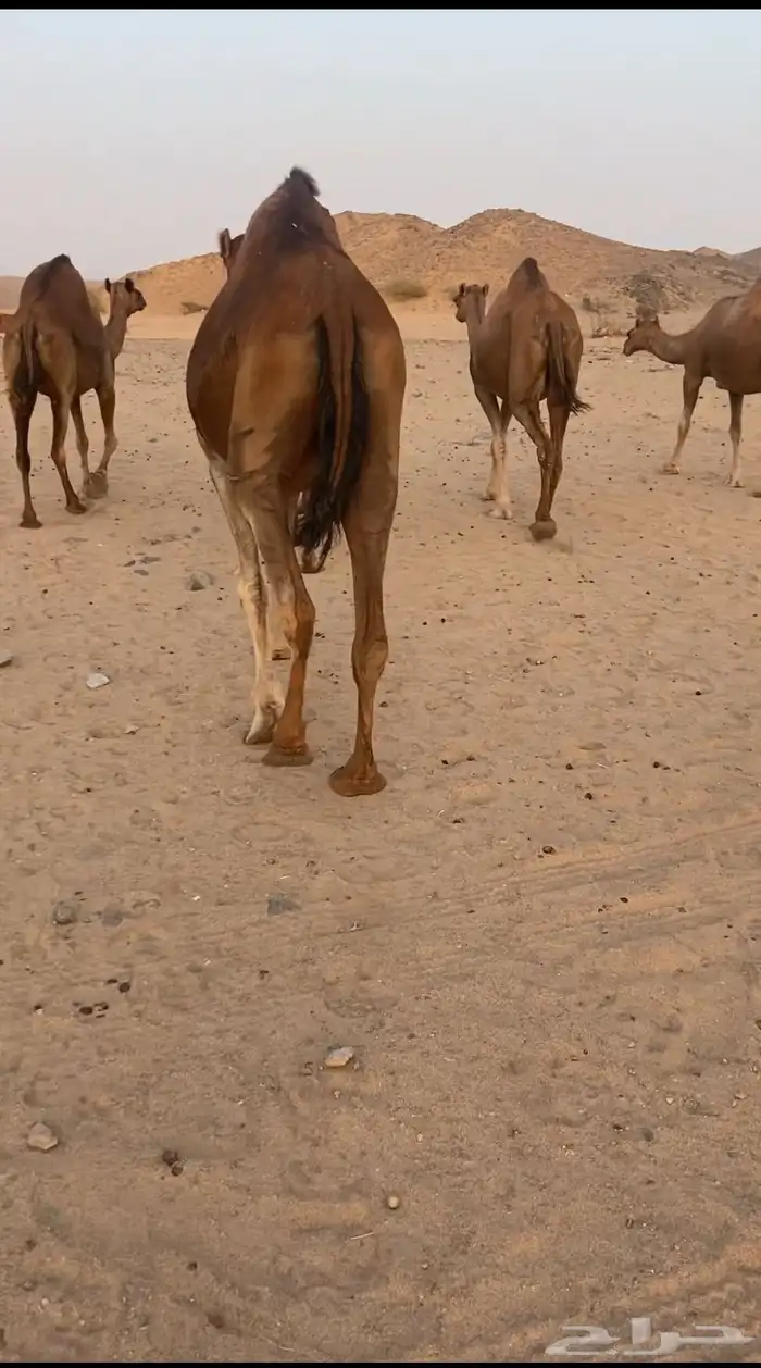 أبل حمر سواحل القايح 6