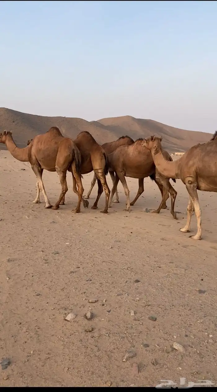 أبل حمر سواحل القايح 1