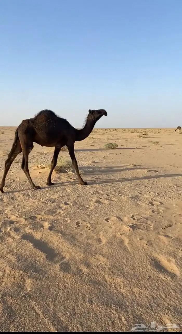 قعود سلاله وحيدان 1