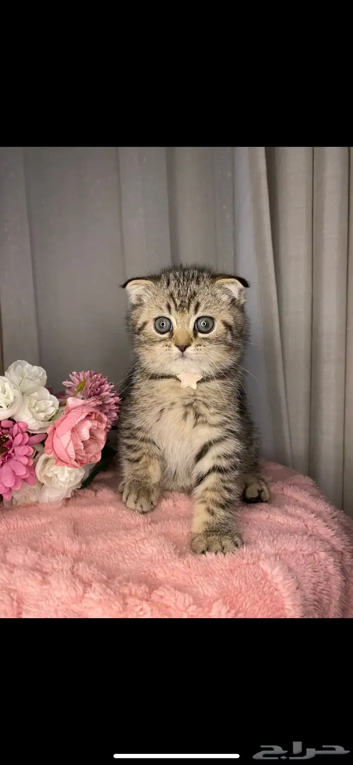 قطط إناث وذكور للبيع مسجلين الأباء 5