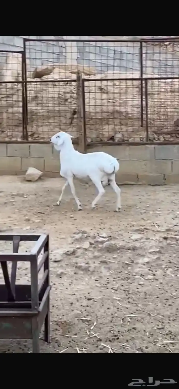 طلي فحل بربري صنف 3