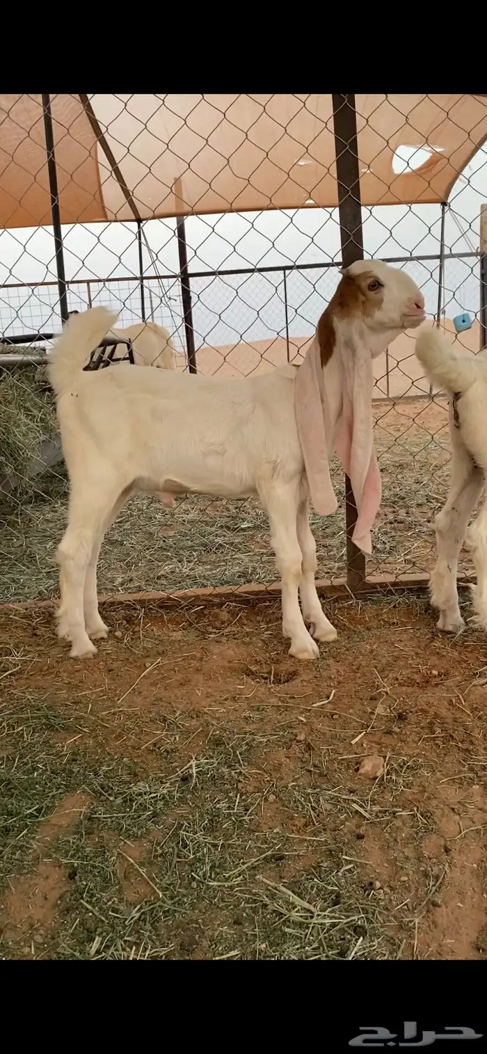 للبيع العنز الكفوو 1