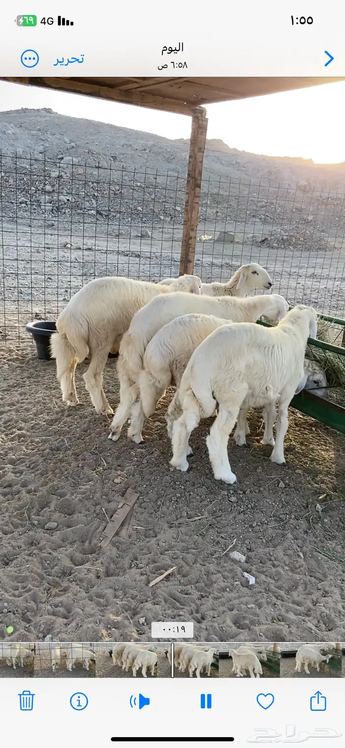 طليان ذبايح جدة 0