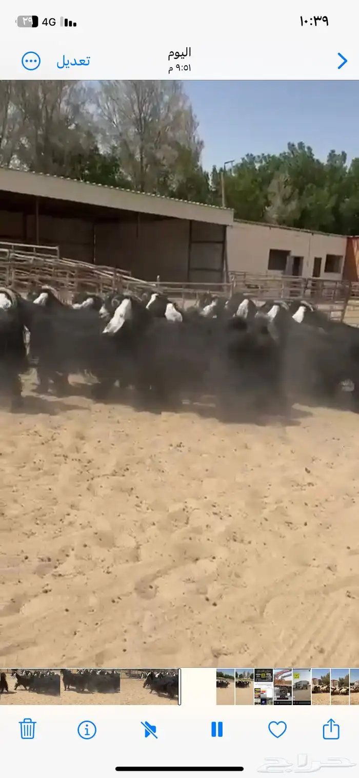 معزاء عوارض دفييع وطيبه للبيع 11