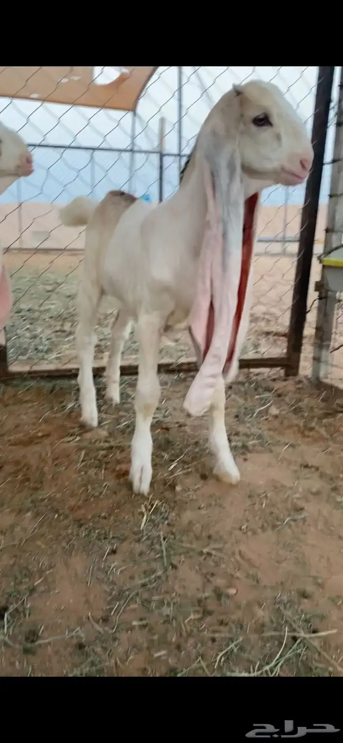 للبيع العنز الكفوو 2