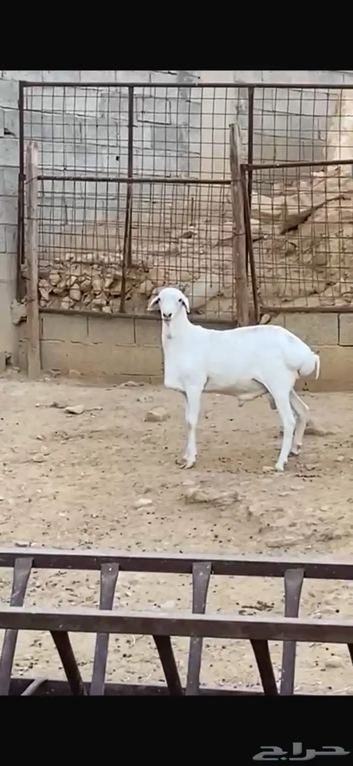 طلي فحل بربري صنف 4