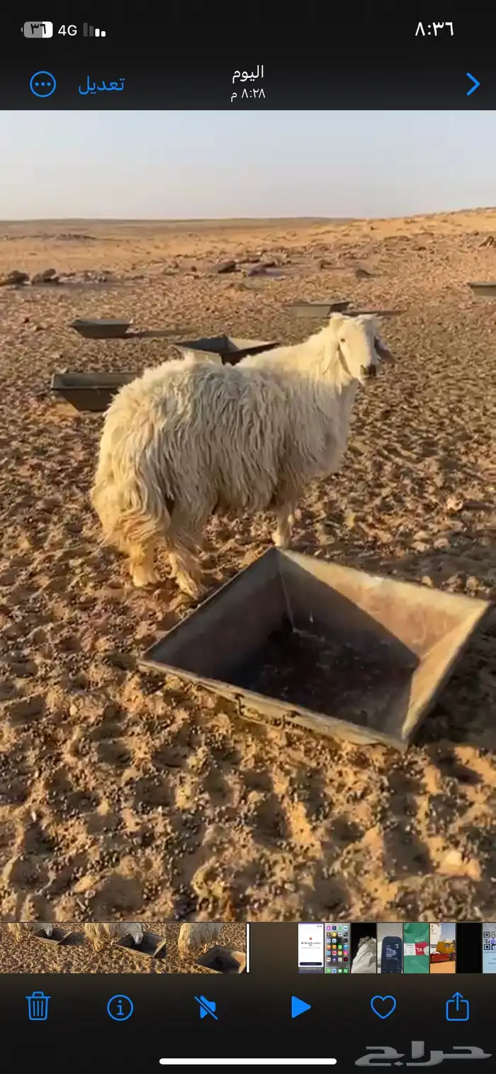 طلي فحل 2