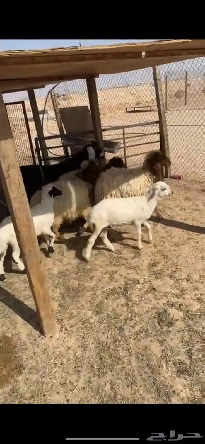 هرافي حري و نعيم و رفيد بلدي 1