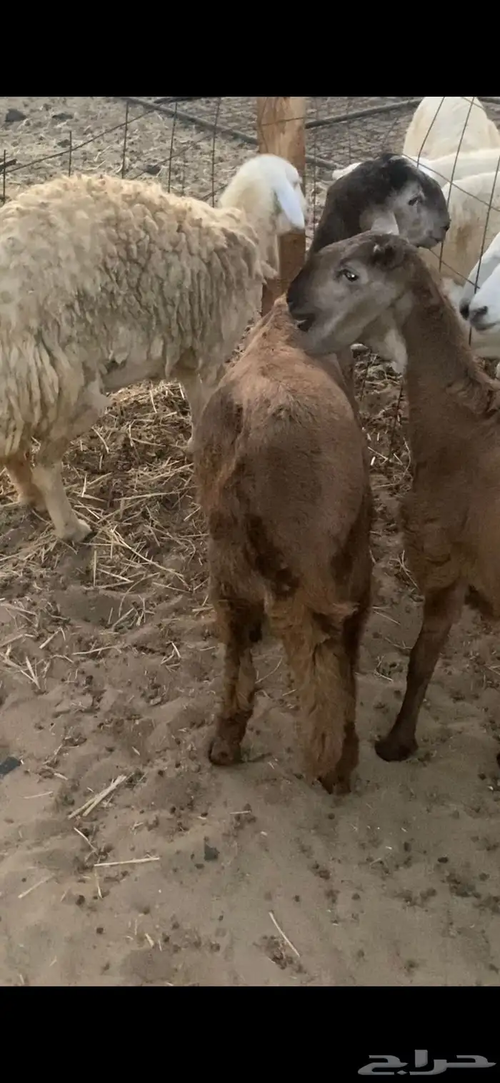 طلي سواكن مولود هنا ( تلاد ) مقفل ظهره شحم ذبيحة تلاجه 2