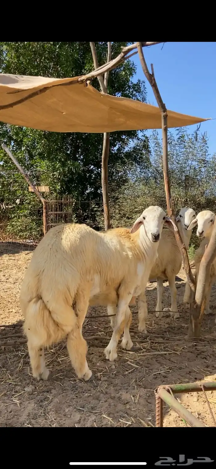 مشروع فحل حري تم البيع تم البيع 2