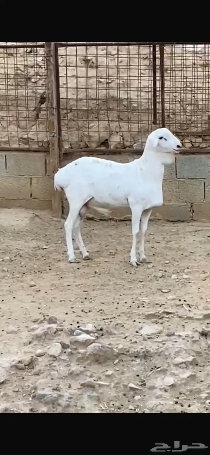 طلي فحل بربري صنف 1