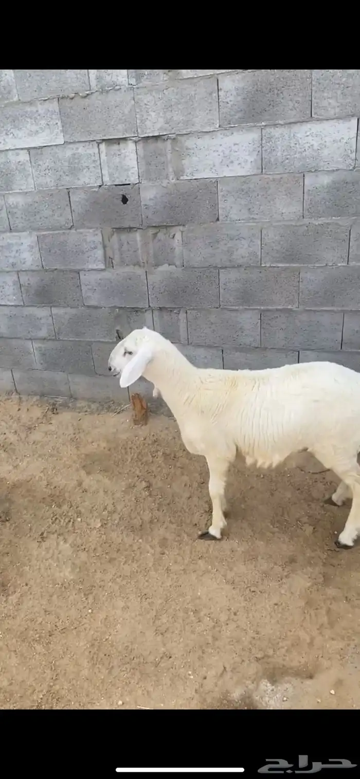 خروف 5 اشهور فل ظهر وطرف 3