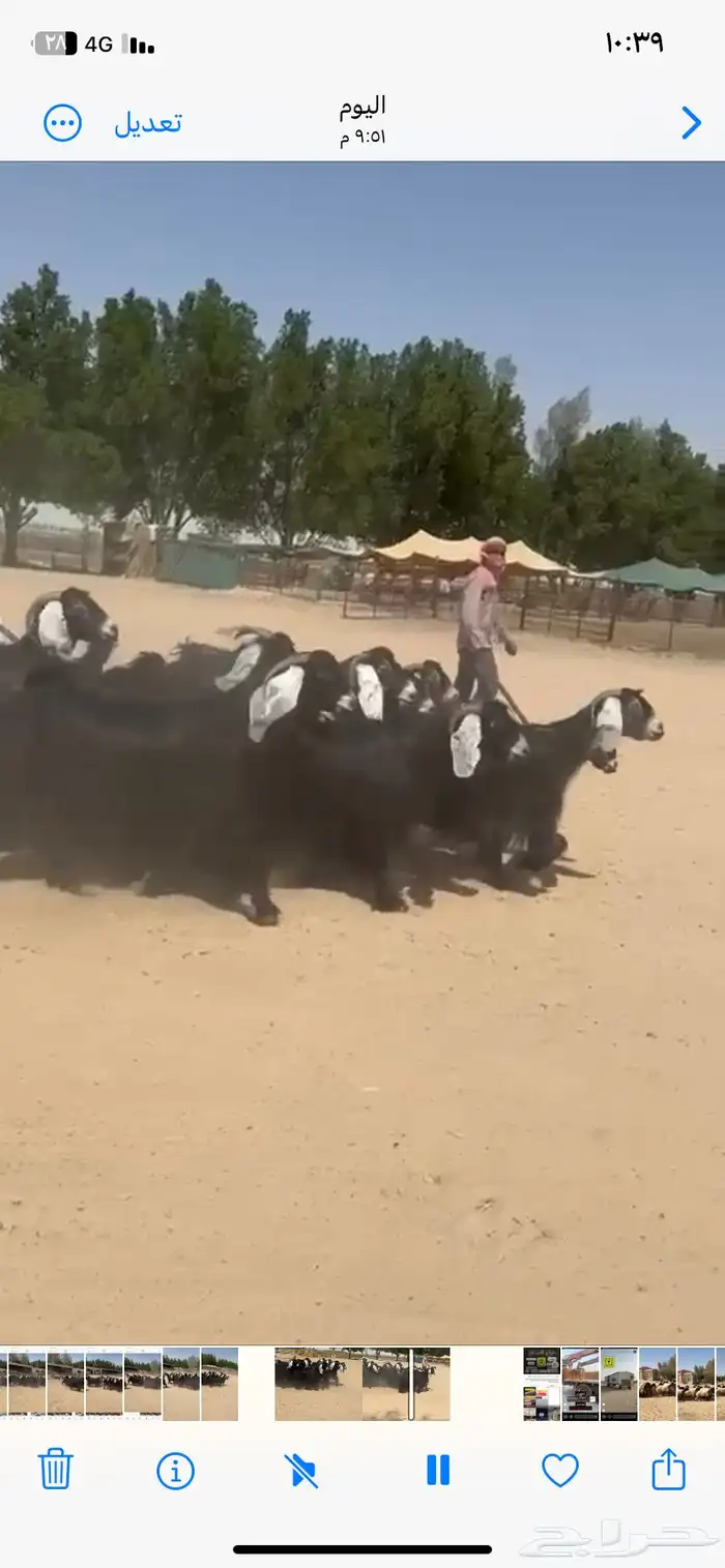 معزاء عوارض دفييع وطيبه للبيع 9