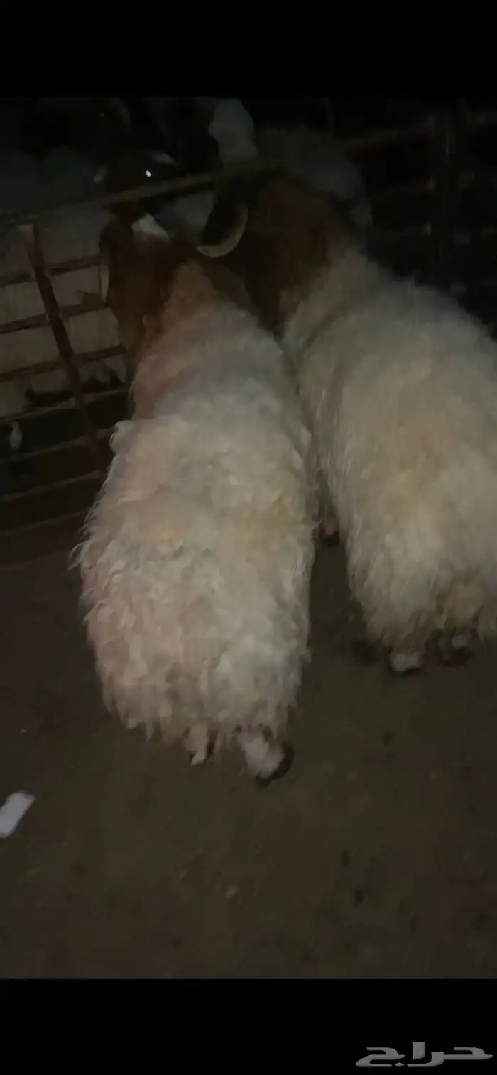 هرافي حري و نعيم و رفيد بلدي 2