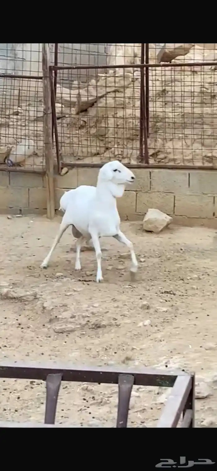 طلي فحل بربري صنف 2