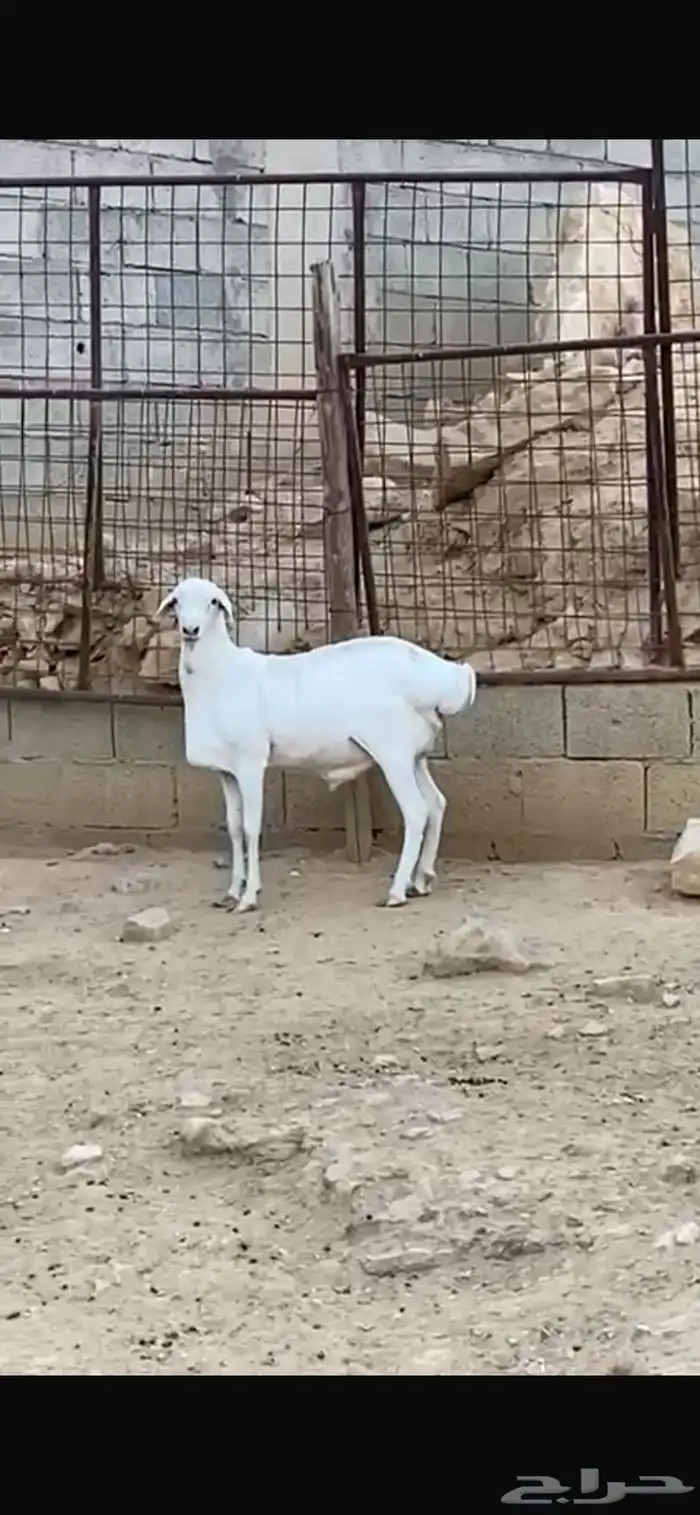 طلي فحل بربري صنف 0