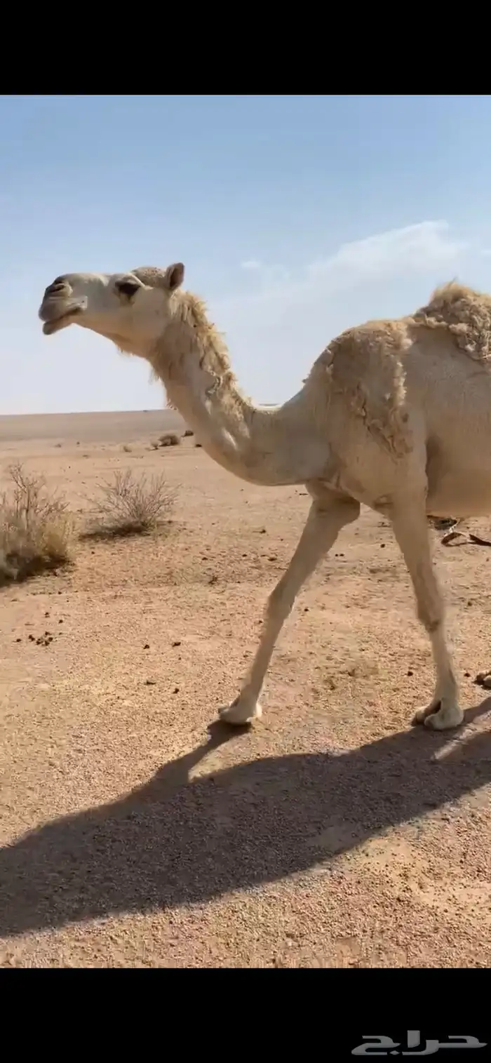 ناقه القحه بكره 0