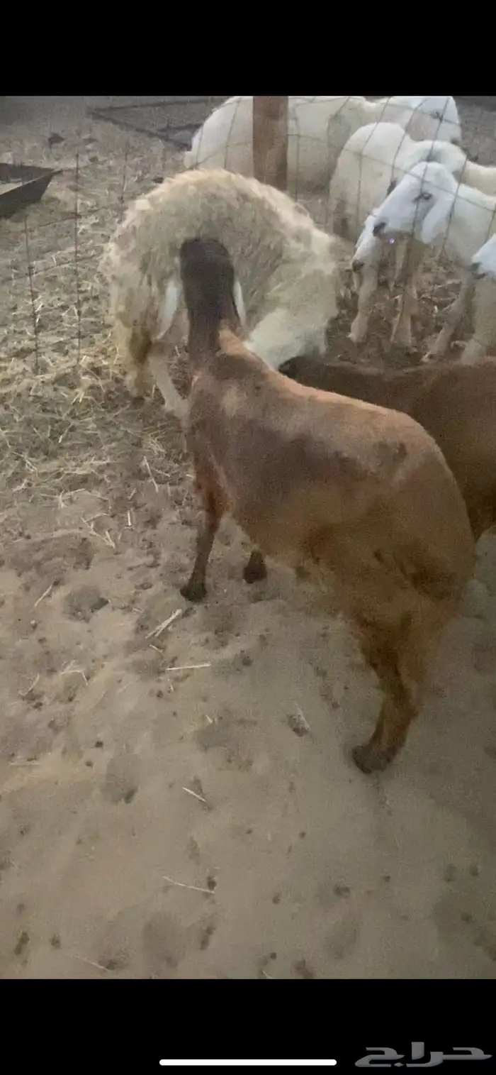 طلي سواكن مولود هنا ( تلاد ) مقفل ظهره شحم ذبيحة تلاجه 0