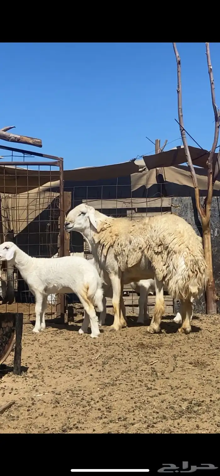 مشروع فحل حري تم البيع تم البيع 4