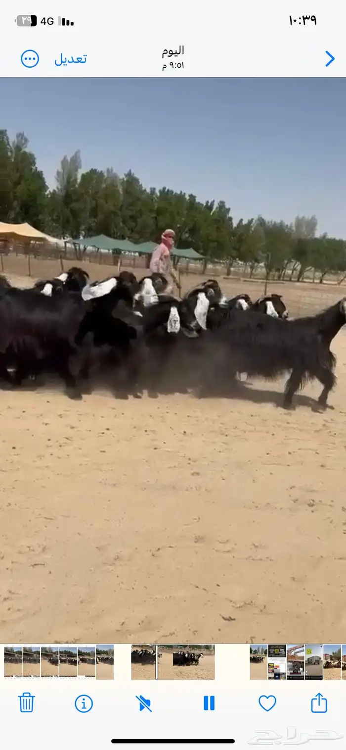 معزاء عوارض دفييع وطيبه للبيع 13