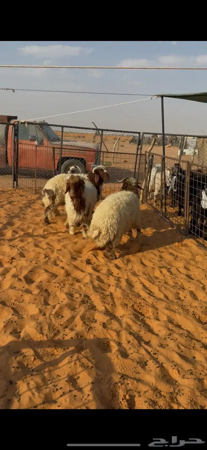 خرفان نعيم 0