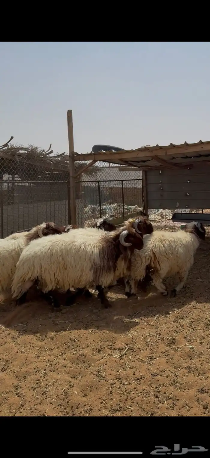 نعيم كناور و عقيقه وهرفي يوجد تمارا 0