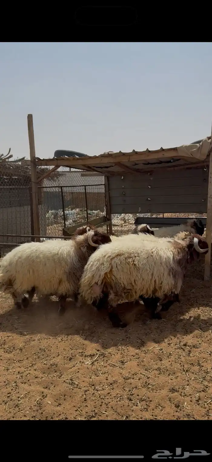 نعيم كناور و عقيقه وهرفي يوجد تمارا 1