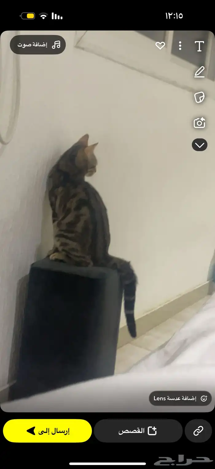 قط ضائع مكافأة لمن يجده 9