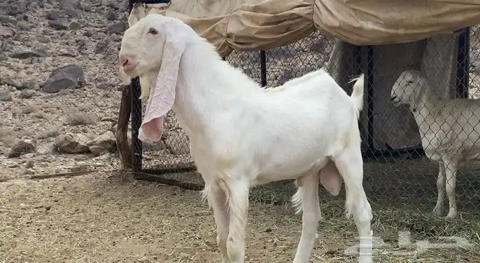 تيس فحل صنف 3