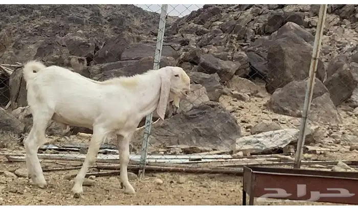 تيس فحل صنف 2