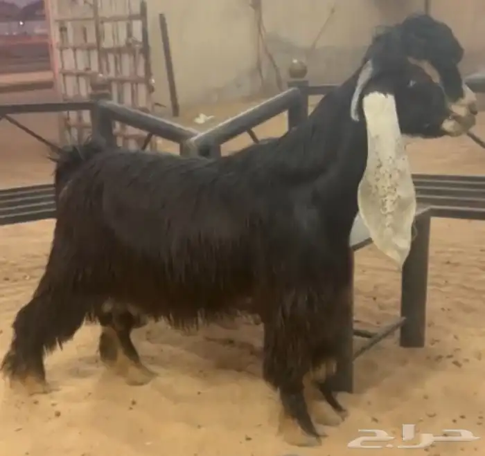 جذع عارضي خصم 0