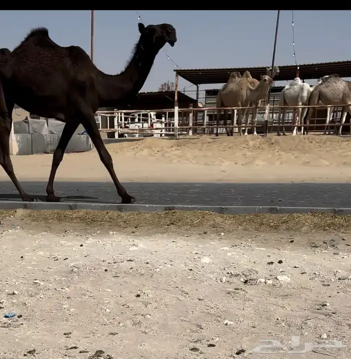 عرض نادر للبيع لقية نادرة 0