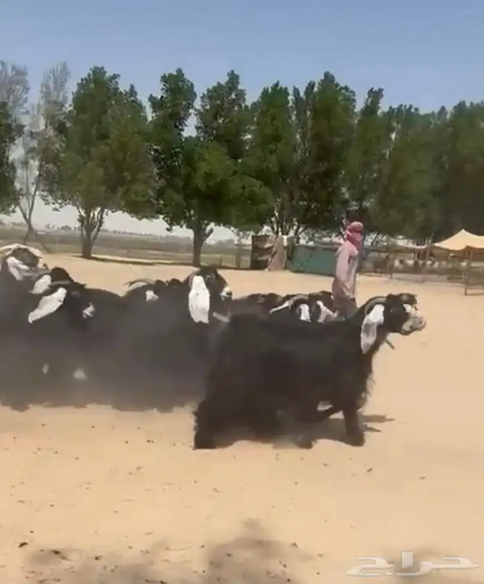 معزاء عوارض دفييع وطيبه للبيع 6