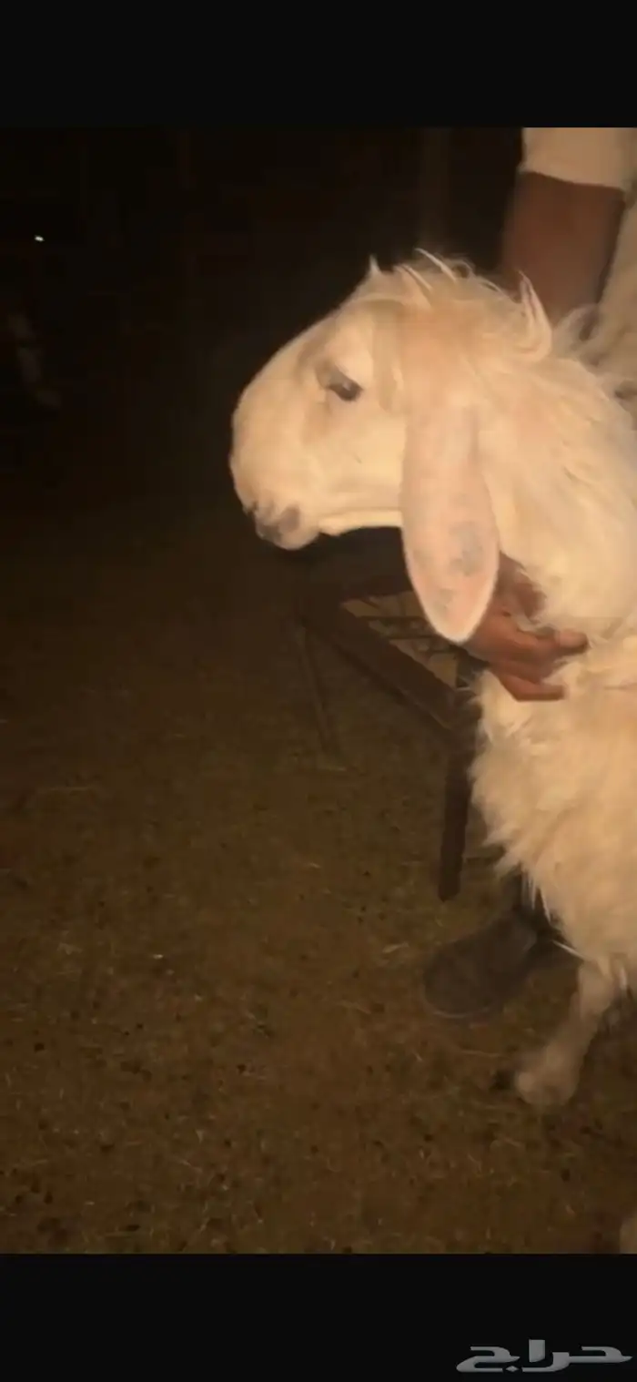 للبيع حيل تامات شبب فل الفل شحم ورخل جذعه فل الفل شحم وشرط 9