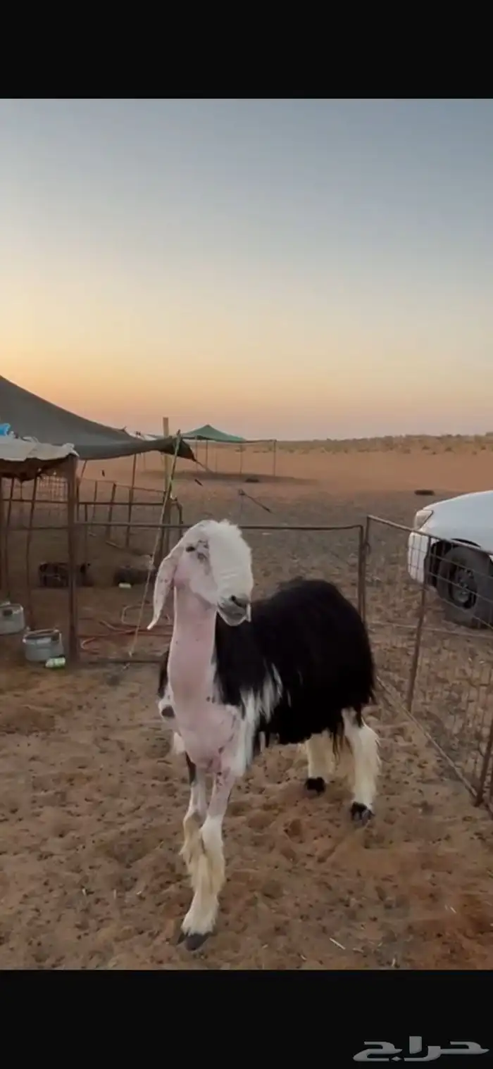 فحل نجدي صنف 1