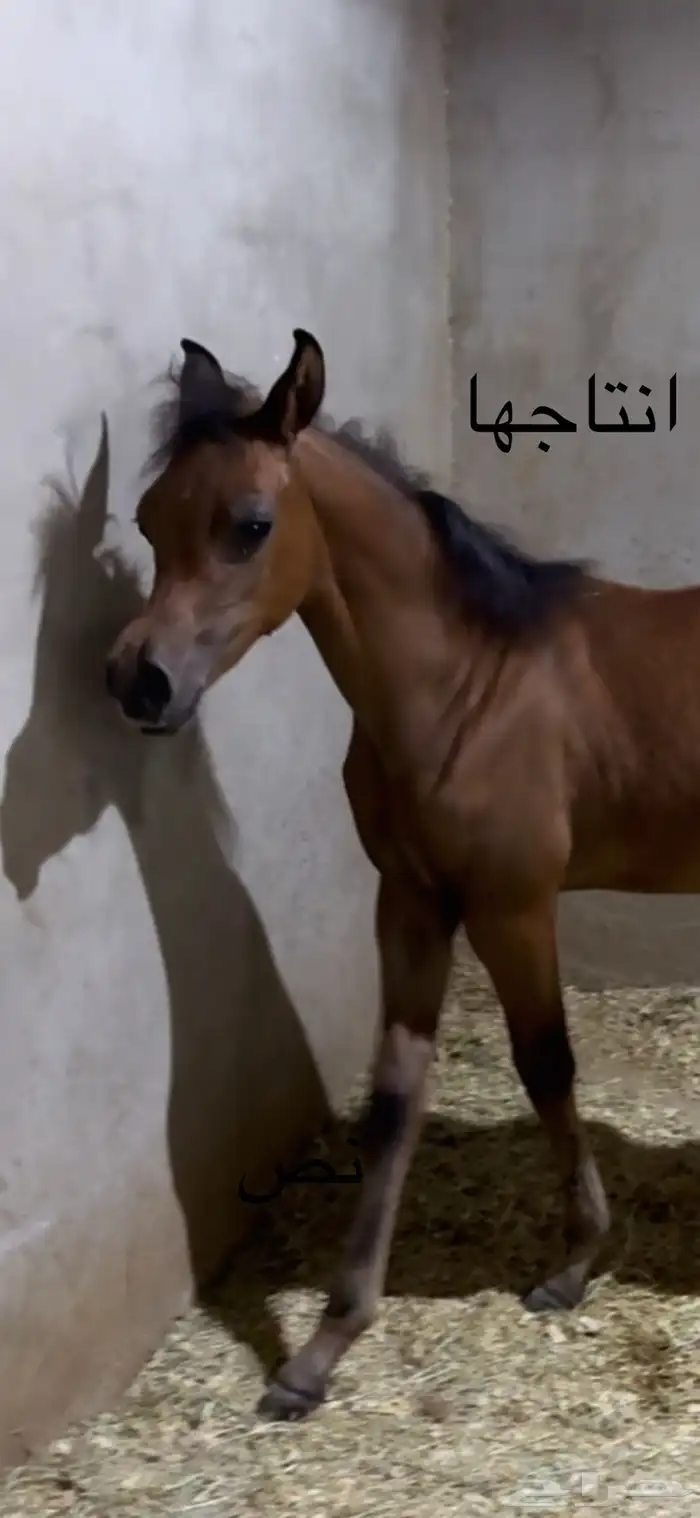 فرس واهو فاخرة مكس خط جمال 5