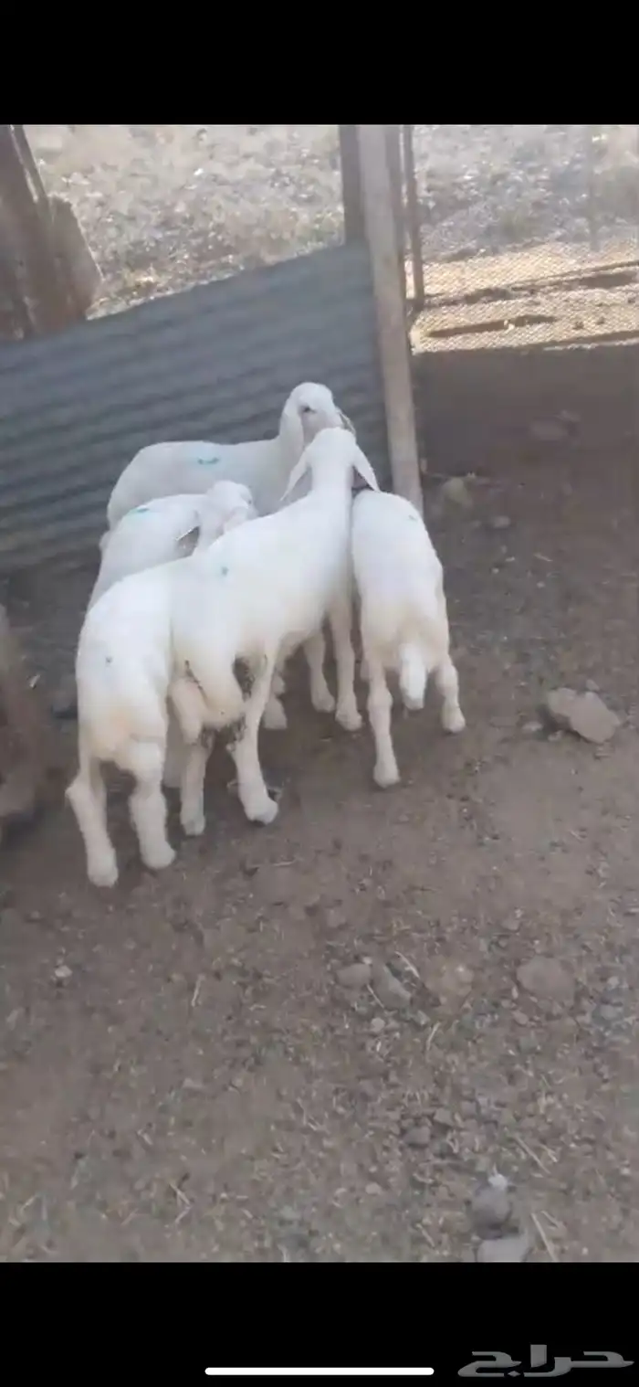 بهم كفوو عدد 5 شعره وحده 1