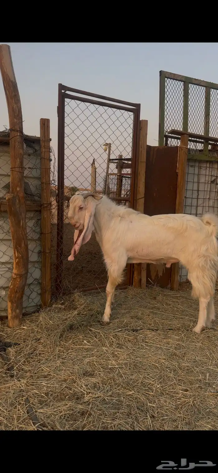 فحل مراح طيبه كفو 2