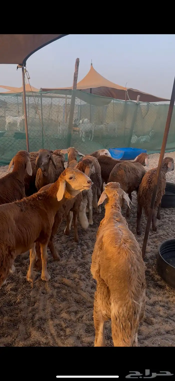 سواكن للبيع 2