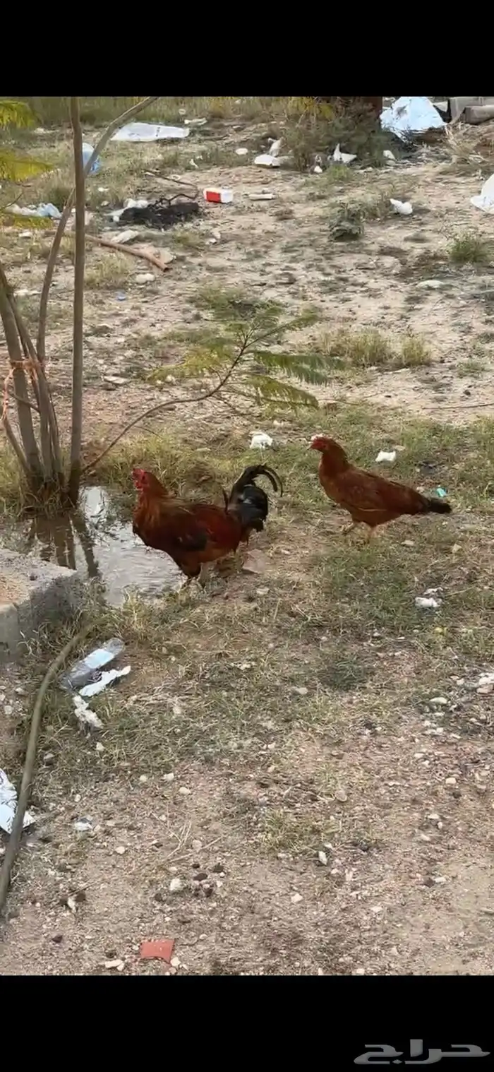 دجاجة ديك أحد رفيدة 0