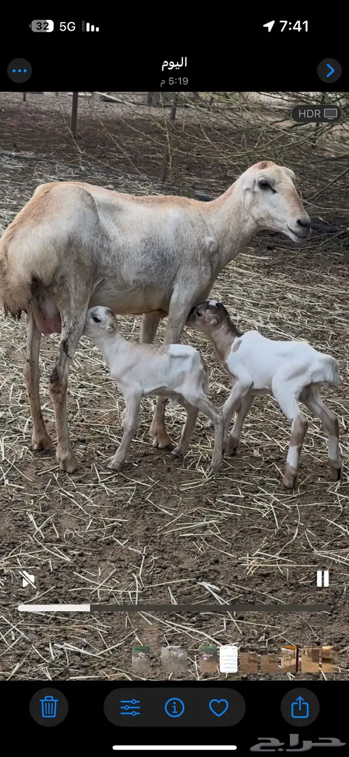 ثنيه تحتها توم 1