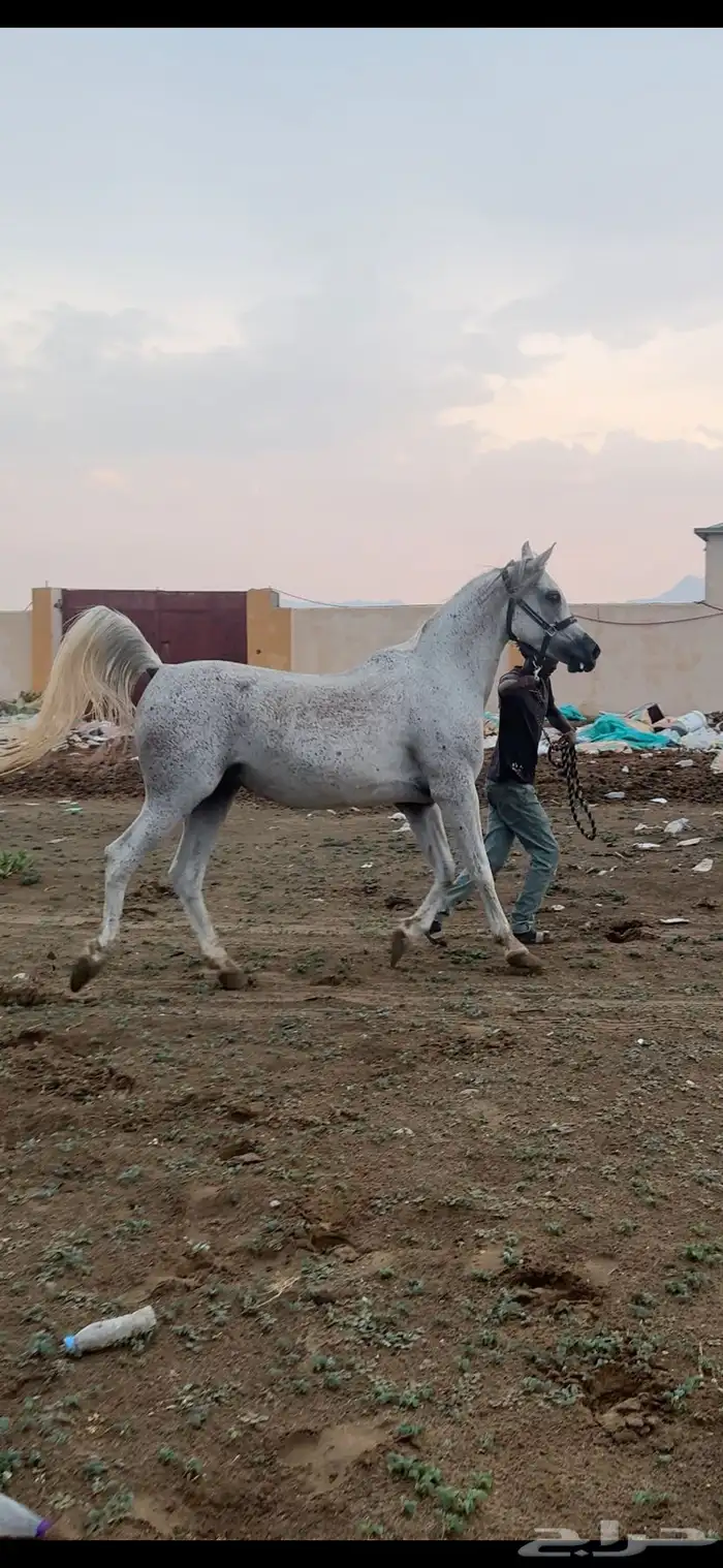 فرس واهو فاخره 2