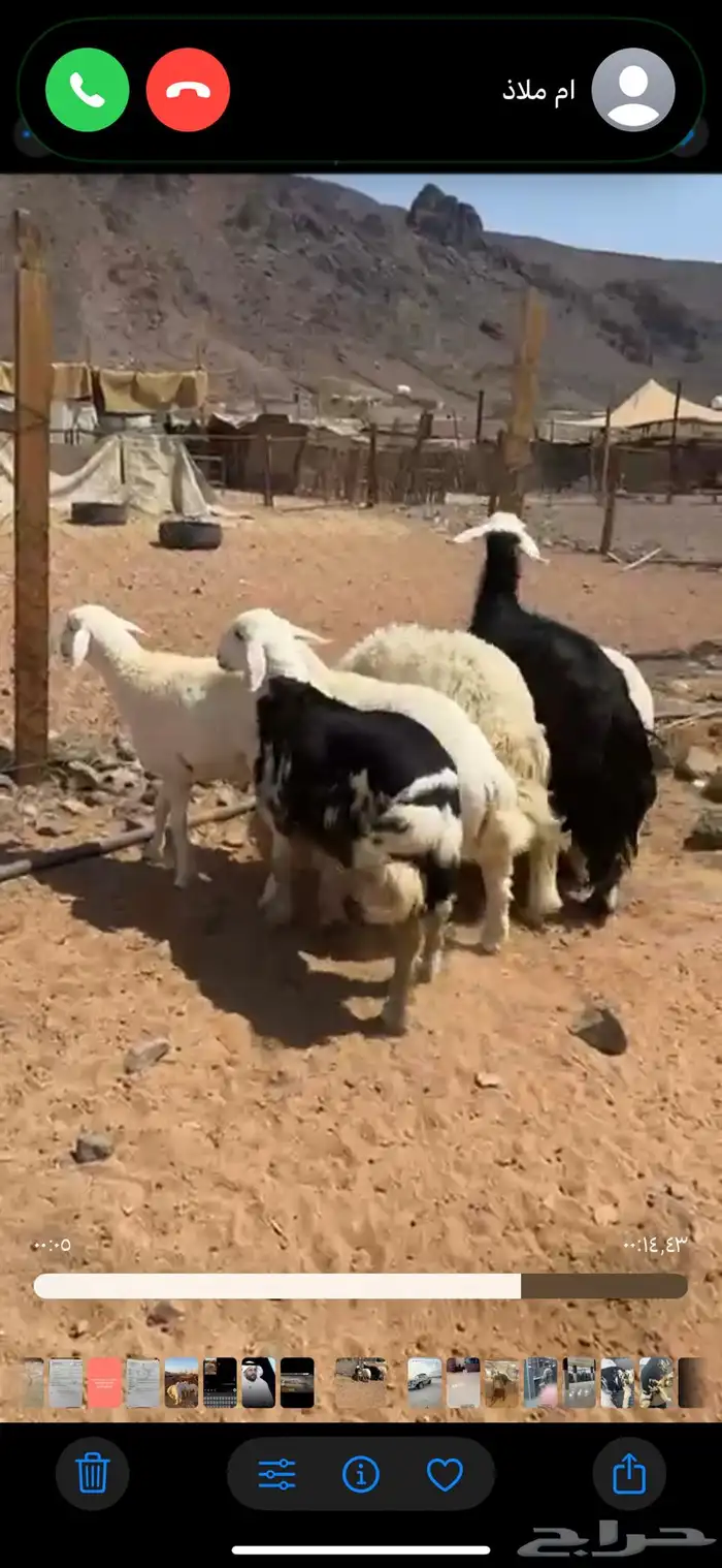 خروف نجدي بري لباني العمر خمس شهور يوجد سلخ وتوصيل 0