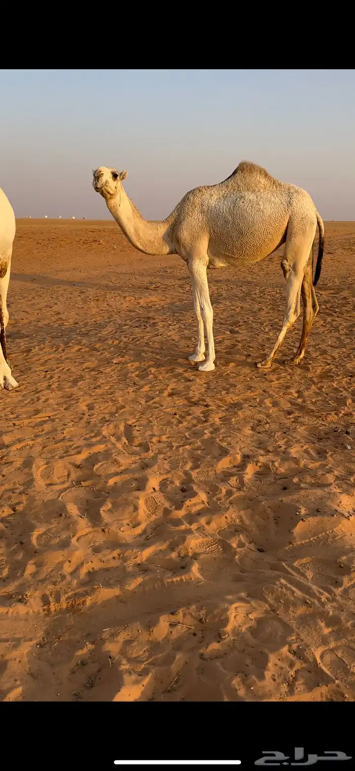 بكره مفروده باتليه للبيع 2
