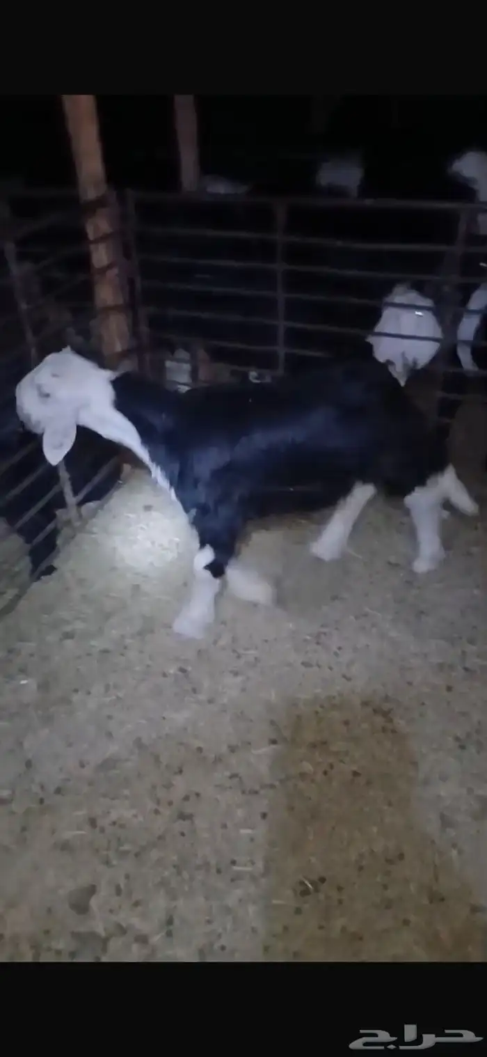 للبيع حيل تامات شبب فل الفل شحم ورخل جذعه فل الفل شحم وشرط 18