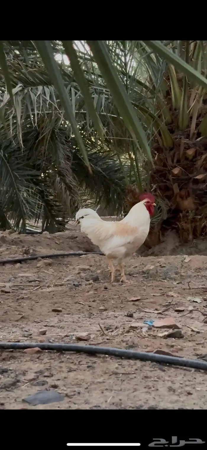 ديوك لوهمان 1
